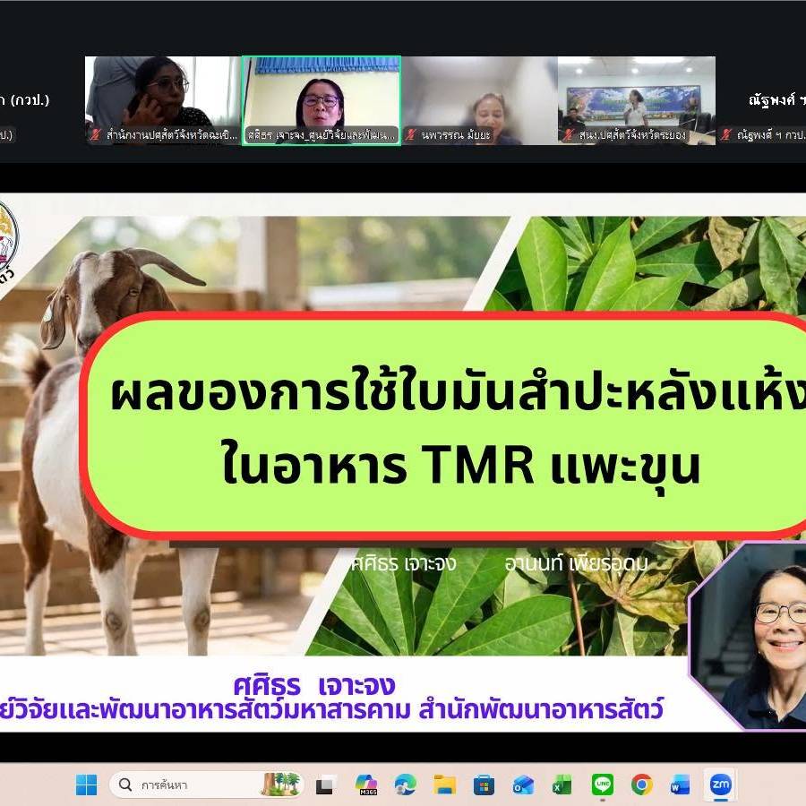 กลุ่มพัฒนาวิชาการปศุสัตว์จัดเวทีวิชาการปศุสัตว์ ครั้งที่ 51 เรื่อง “เทียบชัดจัดเต็ม! ผลการใช้ใบมันสำปะหลัง หญ้าเนเปียร์หมักและข้าวโพดหมัก เพื่อยกระดับการผลิต แพะขุนและโคขุน”